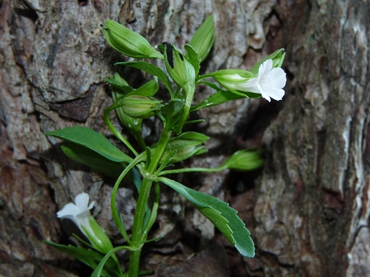{Gratiola neglecta}